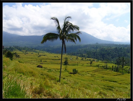 BALI 02 BEDUGUL 26