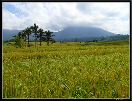 BALI 02 BEDUGUL 31