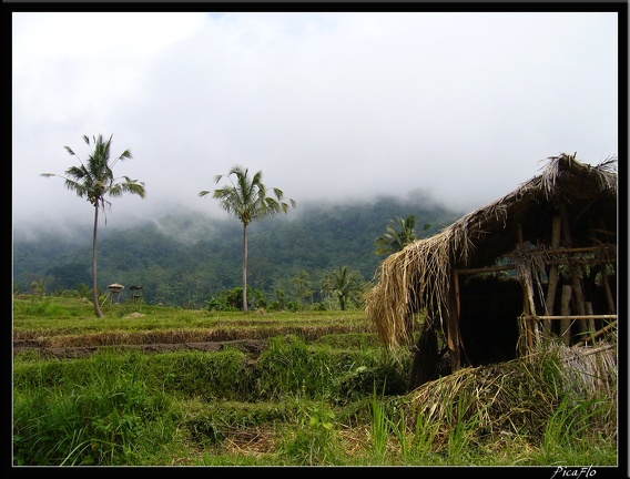 BALI 03 MUNDUK 35