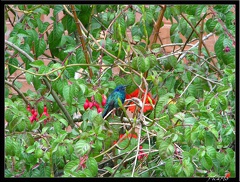 EQUATEUR 02 OTAVALO 15