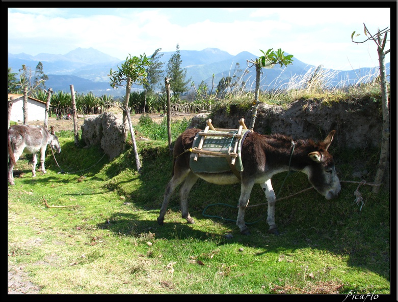 EQUATEUR 02 OTAVALO 22