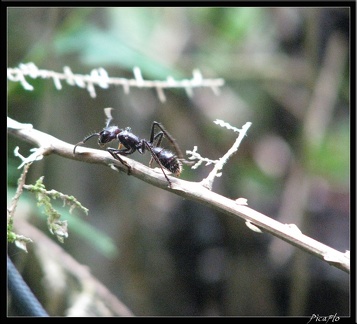 EQUATEUR 10 AMAZONIE 37