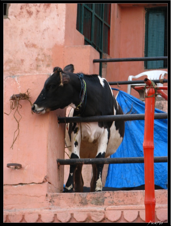 INDE NORD 04 VARANASI SARNATH 035