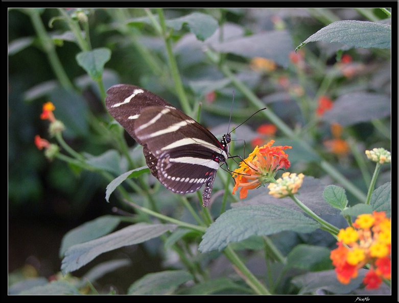 01_Schlossgarten_Rosensteinpark_Wilhelma_054.jpg