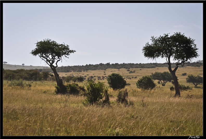 Kenya_01_Masai_Mara_008.jpg