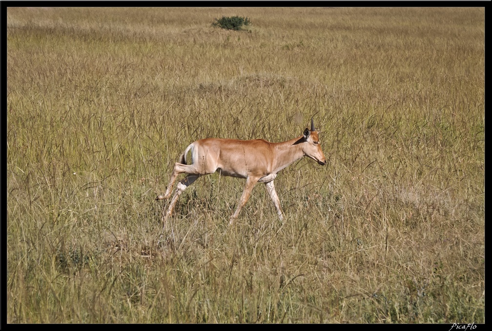 Kenya 01 Masai Mara 010