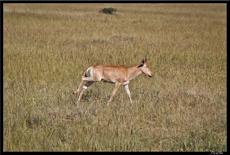 Kenya_01_Masai_Mara_010.jpg