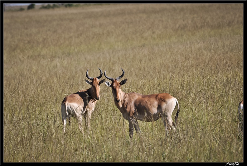 Kenya_01_Masai_Mara_016.jpg