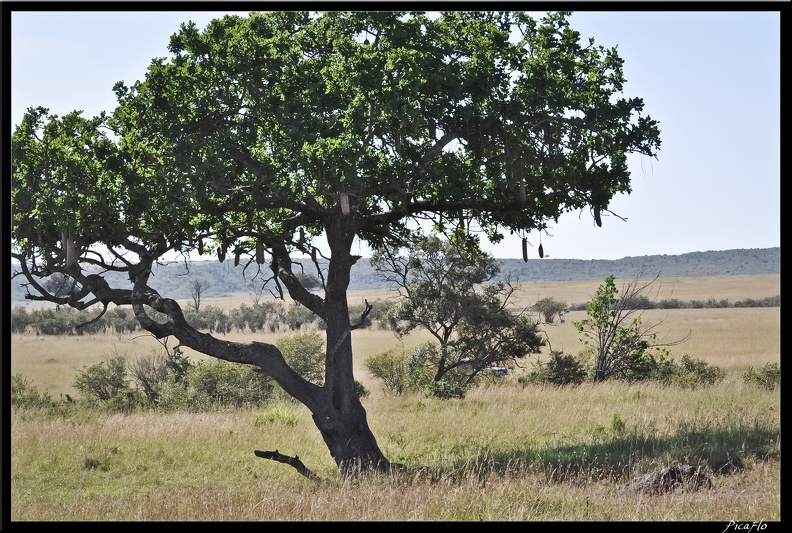 Kenya_01_Masai_Mara_018.jpg