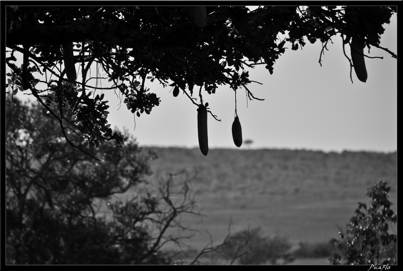 Kenya 01 Masai Mara 019