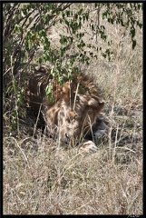 Kenya 01 Masai Mara 032