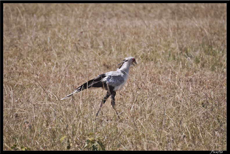 Kenya_01_Masai_Mara_044.jpg