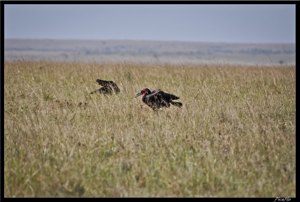 Kenya 01 Masai Mara 058