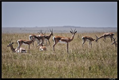Kenya 01 Masai Mara 061