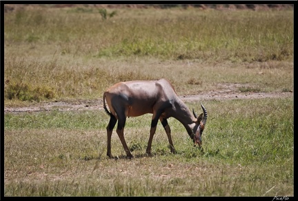Kenya 01 Masai Mara 065