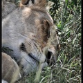 Kenya 01 Masai Mara 070