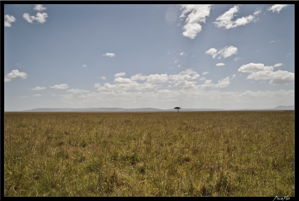 Kenya 01 Masai Mara 071