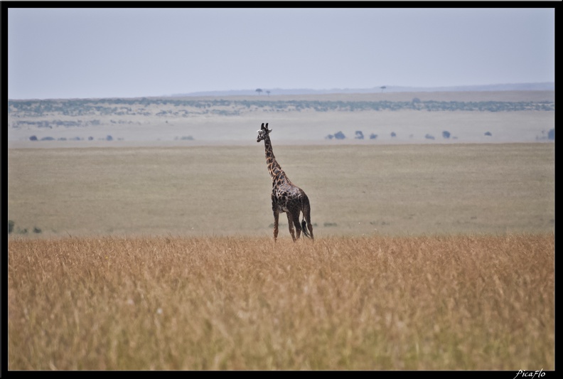 Kenya_01_Masai_Mara_076.jpg