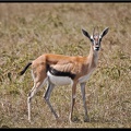Kenya 01 Masai Mara 078