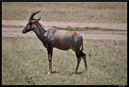 Kenya 01 Masai Mara 082