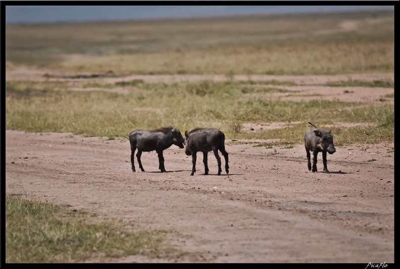 Kenya 01 Masai Mara 085