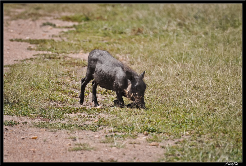 Kenya_01_Masai_Mara_086.jpg