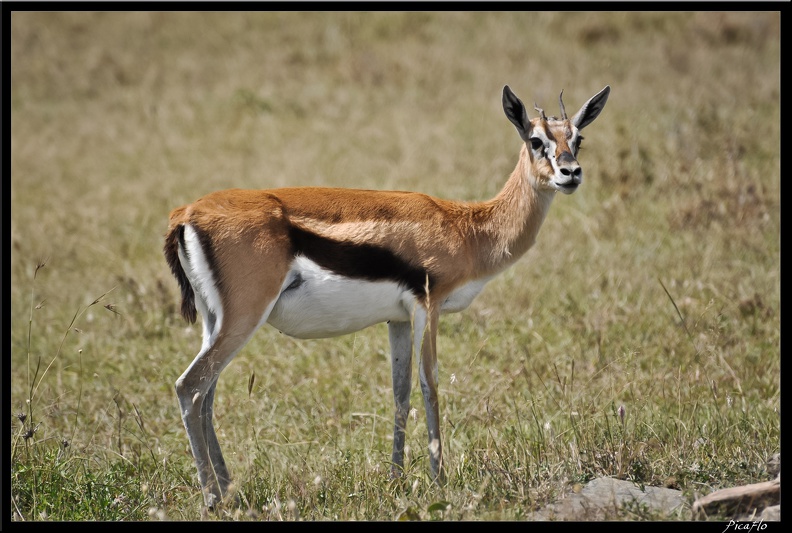 Kenya_01_Masai_Mara_090.jpg