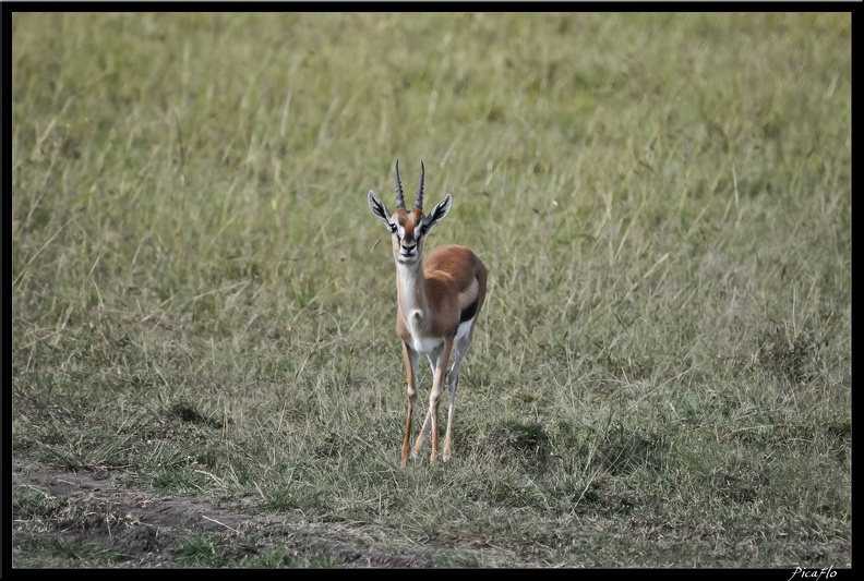 Kenya_01_Masai_Mara_105.jpg