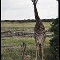Kenya 01 Masai Mara 108
