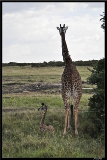 Kenya 01 Masai Mara 108