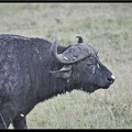 Kenya 01 Masai Mara 109