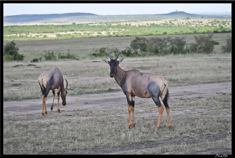 Kenya_01_Masai_Mara_118.jpg