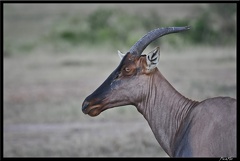 Kenya 01 Masai Mara 119