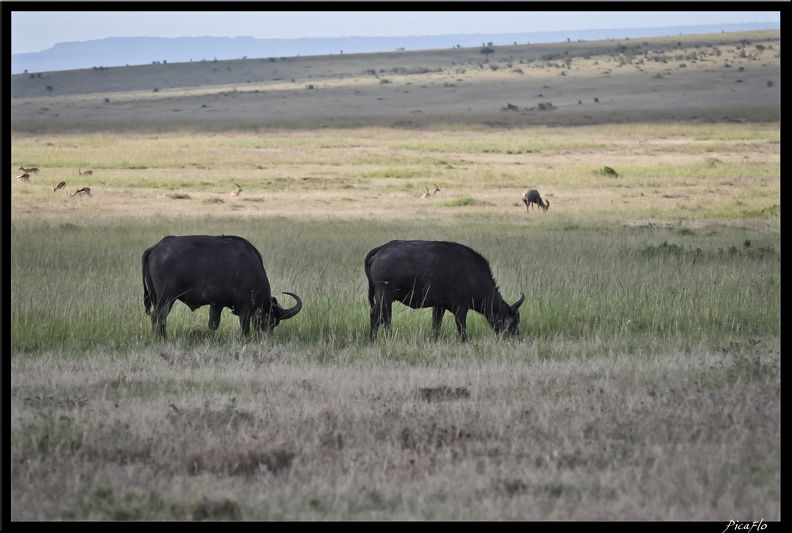 Kenya_01_Masai_Mara_121.jpg