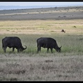 Kenya 01 Masai Mara 121