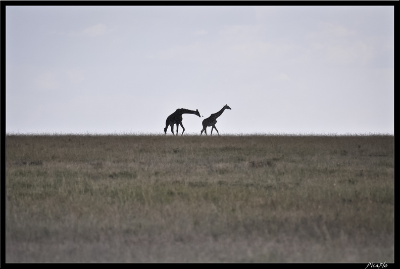 Kenya 01 Masai Mara 123
