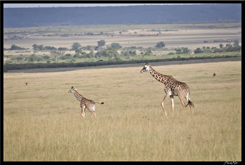 Kenya_01_Masai_Mara_127.jpg