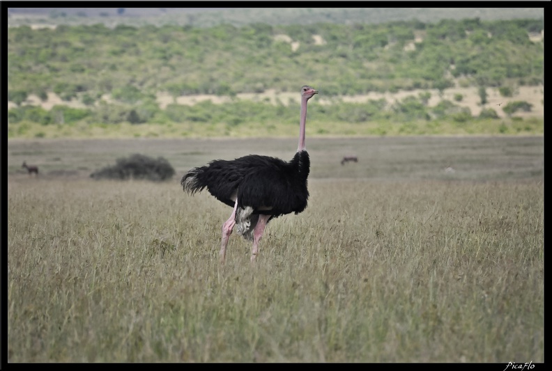 Kenya_01_Masai_Mara_130.jpg