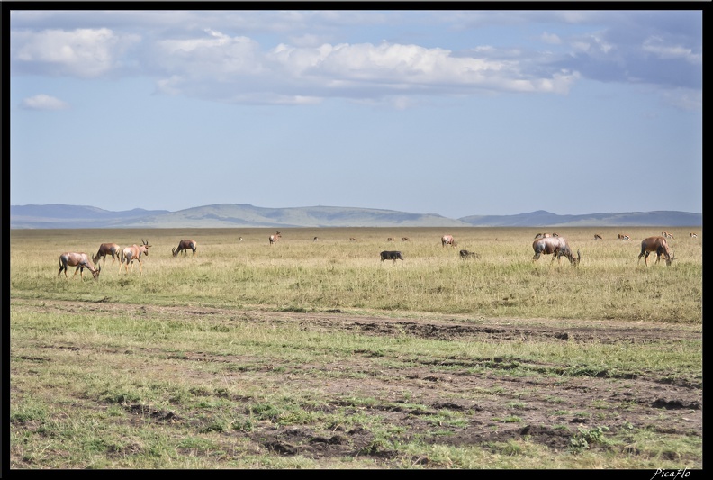 Kenya_01_Masai_Mara_136.jpg