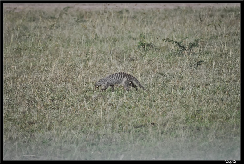 Kenya_01_Masai_Mara_139.jpg