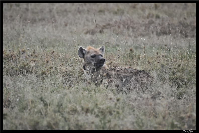 Kenya_01_Masai_Mara_141.jpg