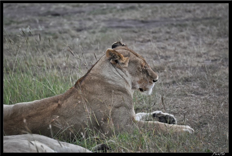 Kenya_01_Masai_Mara_147.jpg