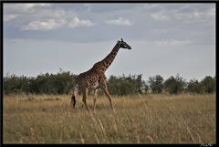 Kenya 01 Masai Mara 151