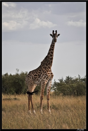 Kenya 01 Masai Mara 153