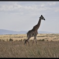 Kenya 01 Masai Mara 155