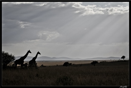 Kenya 01 Masai Mara 156