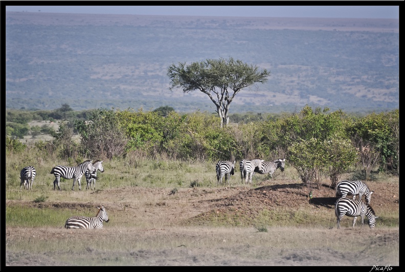 Kenya_01_Masai_Mara_176.jpg