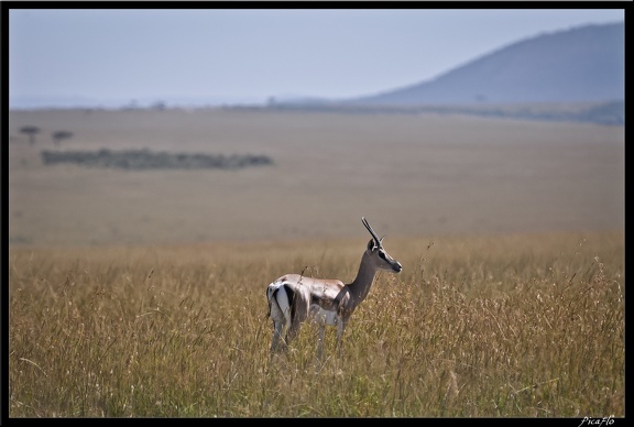 Kenya 01 Masai Mara 186