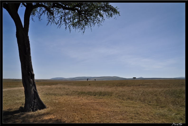 Kenya_01_Masai_Mara_187.jpg