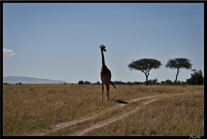 Kenya_01_Masai_Mara_192.jpg